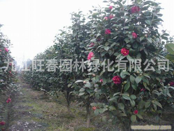 茶花